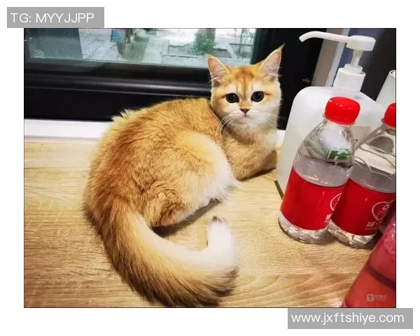 足球球星宠物猫的名字曝光 这些猫咪与球员们的亲密关系你知道吗